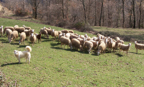 Flock of Zerasca sheep in the Rossano valley